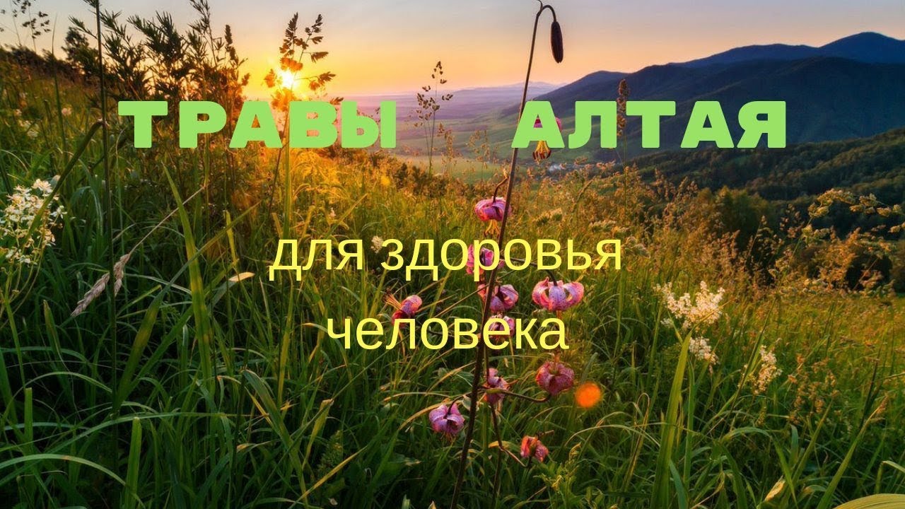 Алтайские травы и сборы